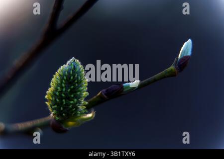 Makroaufnahme einer frischen grünen weidenkatze und ungeöffneten Knospen auf einem Zweig vor dunklem, verschwommenem Hintergrund, die das frühe Frühlingswachstum symbolisieren. Stockfoto