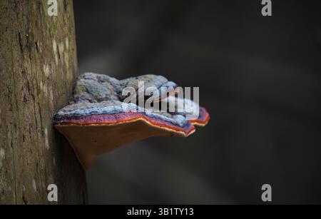 Leuchtender Bracket-Pilz mit orangefarbenen, roten und grauen Schichten wächst auf einem moosigen Baumstamm in einem dunklen Wald, der in Makrodetails erfasst wird. Stockfoto