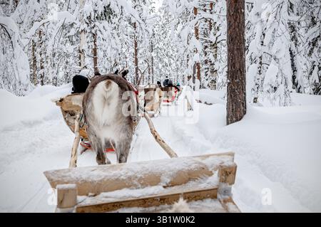 Rentierschlitten in Lappland bei Rovaniemi, Lappland, Finnland Stockfoto