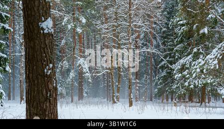 Verschneite Kiefern- und Birkenwälder mit Nebel an einem kalten Wintertag Stockfoto