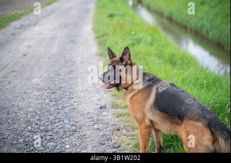 Ein wunderschöner Deutscher Schäferhund, der freudig einen friedlichen Pfad entlang eines ruhigen Baches in der Natur erkundet Stockfoto