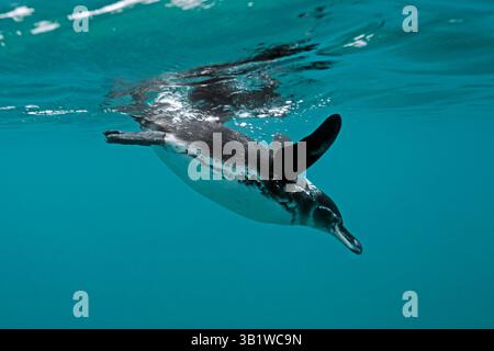 Unterwasseraufnahme eines Galapagos-Pinguins (Spheniscus mendiculus), der von der Oberfläche abtaucht. Concha de Perla, Isabela Island, Galapagos Stockfoto