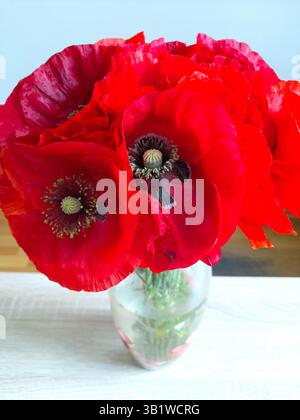 Stillleben mit tiefroten Blumen. Blumenstrauß aus Mohn (Papaver) in einer Glasvase auf dem Tisch. Wunderschöner und ursprünglich gestalteter Blumenstrauß Stockfoto