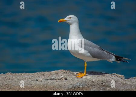Adulte Gelbbeinmöwe (Larus michahellis) / Mittelmeermöwe; und allgemein als Möwe bezeichnet), die an einer Klippe an der Adriaküste steht. Stockfoto