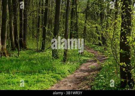 Schmaler Fußweg zwischen aufkeimenden Bäumen im Baneasa-Wald in der Nähe von Bukarest in Rumänien, im Frühling sonniger Tag, mit Blumen und grünen Pflanzen auf dem Boden Stockfoto
