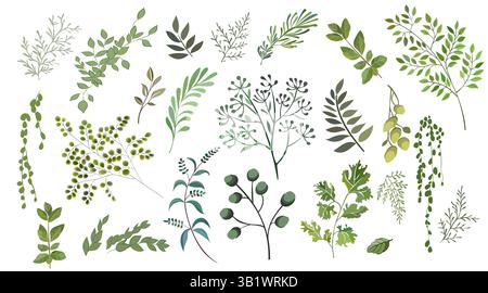 Botanische Elemente Set Kräuter, Blätter und Zweige Kollektion Stock Vektor