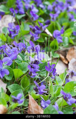 VIOLA ODORATA Holzviolett Stockfoto