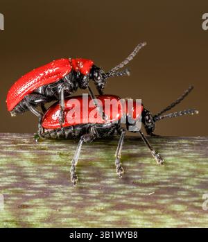 Makrobild von zwei Lilienkäfern in Paarungsposition. Der Lilienkäfer wird die Blätter der Lilienpflanze fressen und Eier um die Pflanze legen. Stockfoto