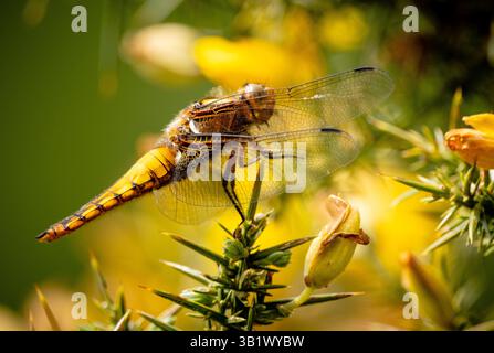Eine großkörperige Chaser-Libelle-Makrofotografie, die auf den gelben Ginsterbüschen im New Forest Hampshire Southern England thront. Stockfoto