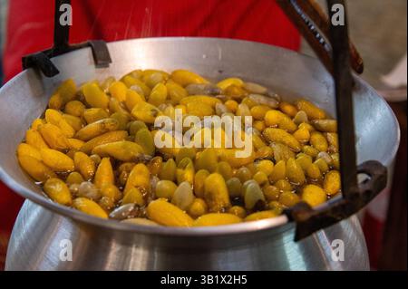 Nach dem Seidenraupenkokons werden sie in der Regel lebend gekocht oder im „Thai Silk Village“ in Ban Sanuan NOK, einem Dorf, gebacken Stockfoto