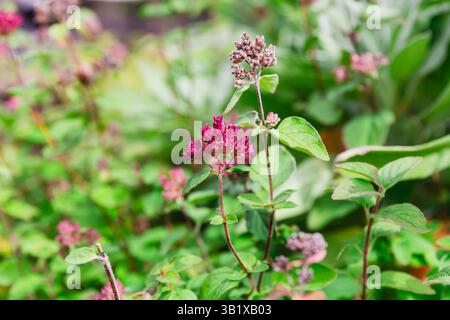 Nahaufnahme einer Oregano-Pflanze mit kleinen violetten Blütentrauben, die im Garten wachsen, Kräutergärtnerei Stockfoto