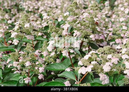 Cluster von Lakecap Hortensien blühen mit zarten rosa Blüten im Garten, blumiger botanischer Hintergrund Stockfoto
