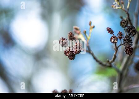 Ein detailliertes Nahaufnahme-Foto, das die Schönheit von Alnus glutinosa, allgemein bekannt als die gewöhnliche Erle, einfängt. Das Bild konzentriert sich auf die einzigartigen Texturen o Stockfoto