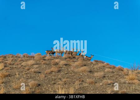 Hirschherde auf einem Hügel in Nevada. Stockfoto