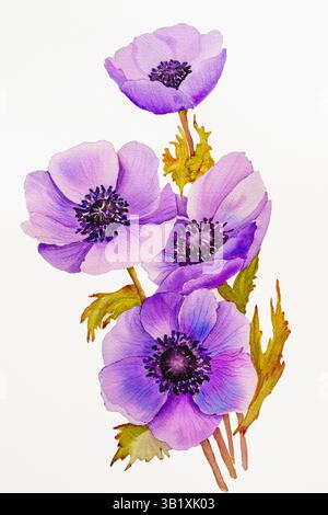 Aquarellmalerei von leuchtenden lila Anemonenblüten mit grünen Blättern, weißem Hintergrund. Stockfoto
