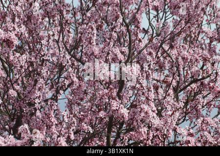 Rosafarbener Judas-Baum wächst in einem Garten, Nahaufnahme Stockfoto