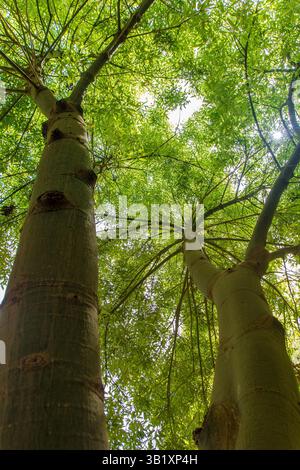 In Marrakesch, Marokko, am 08.09.24, Brachychiton rupestris, ein Baum der Familie Malvaceaee im geheimen Garten (Le jardin Secret) Stockfoto