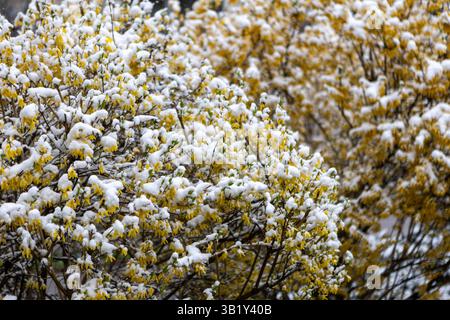 Ein schneebedeckter Busch aus leuchtend gelben Forsythienblüten hebt sich von der Kälte ab und verbindet Winterfrost mit den frühen Frühlingszeichen im Stich Stockfoto