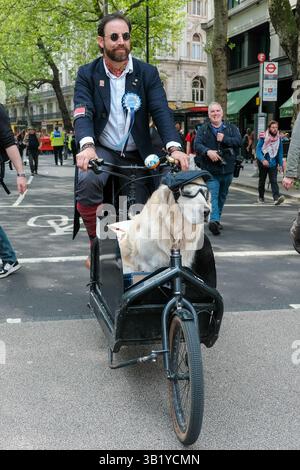 London, Großbritannien. April 2025. Ein goldener Retriever, der mit seinem Besitzer reitet, durchquert den Aldwych auf dem Weg zum letzten Teil des Tweed Run. Die 19-km-Radtour findet jährlich in der Stadt statt, wo die Teilnehmer ihre besten Tweed-Kreationen für einen angenehmen Tagesausflug aufbereiten und die Sehenswürdigkeiten der Hauptstadt bewundern. Quelle: Eleventh Photography/Alamy Live News Stockfoto