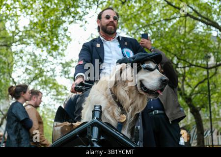 London, Großbritannien. April 2025. Ein goldener Retriever, der mit seinem Besitzer reitet, durchquert den Aldwych auf dem Weg zum letzten Teil des Tweed Run. Die 19-km-Radtour findet jährlich in der Stadt statt, wo die Teilnehmer ihre besten Tweed-Kreationen für einen angenehmen Tagesausflug aufbereiten und die Sehenswürdigkeiten der Hauptstadt bewundern. Quelle: Eleventh Photography/Alamy Live News Stockfoto