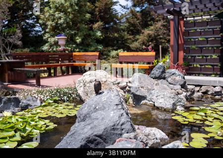 Gärten des Los Padres National Forest, Solvang, Kalifornien Stockfoto