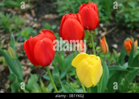 Aus nächster Nähe sehen Sie Tulpen in voller Blüte, die ihre lebendigen Farben zeigen. Das Bild zeigt rote und gelbe Tulpen, die hoch zwischen grünem Laub stehen Stockfoto