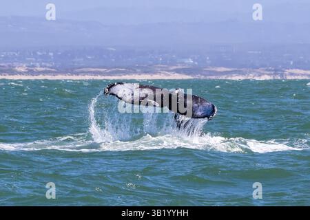 Schwanz des brechenden Buckelwals (Megaptera novaeangliae) über Wasser. Wasser strömt von den Flukes ab. Vor der Küste von Monterey, Kalifornien. Stockfoto
