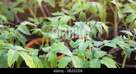 Junge Tomatensämlinge, die in schwarzen Bechern wachsen. Anbau umweltfreundlicher Pflanzen zu Hause. Konzept der Gartenarbeit, Frühling, Ernte. Stockfoto