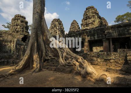 TA Prohm, Angkor Wat, Angkor, UNESCO-Weltkulturerbe, Siem Reap, Kambodscha, Indochina, Südostasien, Asien Stockfoto