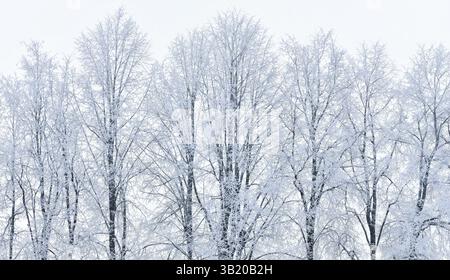 Voller Schnee bedeckt hohe Bäume im Winter hellblau böse Tageshintergrund Stockfoto