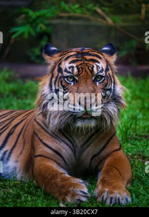 Dieser markante Tiger liegt auf einem Bett aus Grün, sein schwarz gestreifter Mantel leuchtet im Licht. Der mächtige Blick des Tigers fängt das Wesen von r ein Stockfoto