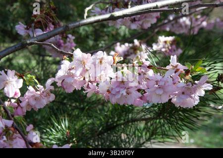 Cluster mit wunderschönen rosa Kirschblüten vor dunkelgrünem, verschwommenem Hintergrund. Grosse Blütenstände aus rosa Sakura blühen auf kleinen zarten Zweigen Stockfoto