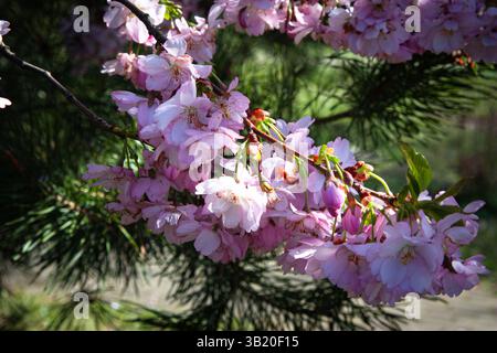 Cluster mit wunderschönen rosa Kirschblüten vor dunkelgrünem, verschwommenem Hintergrund. Grosse Blütenstände aus rosa Sakura blühen auf kleinen zarten Zweigen Stockfoto