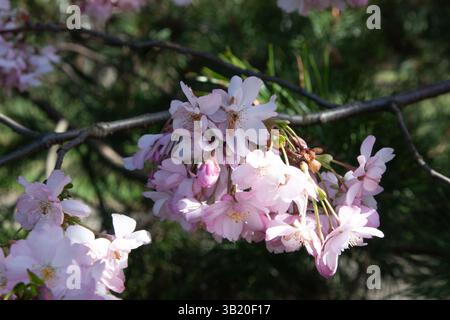 Cluster mit wunderschönen rosa Kirschblüten vor dunkelgrünem, verschwommenem Hintergrund. Grosse Blütenstände aus rosa Sakura blühen auf kleinen zarten Zweigen Stockfoto