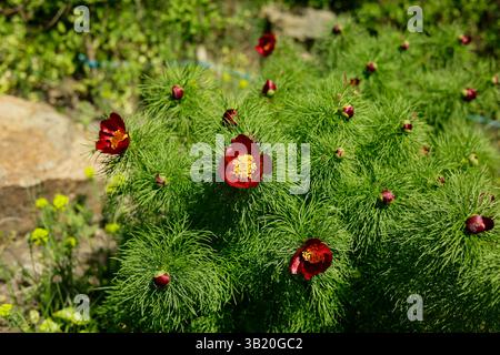 Paeonia tenuifolia, rote Blumen einer Pfingstrose im Garten. Stockfoto