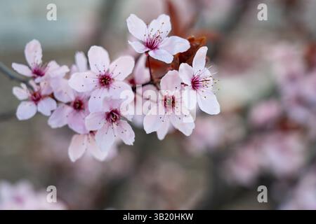 Zarte Kirschblüten mit rosafarbenen Blüten und leuchtenden Zentren blühen in voller Blüte. Die Szene fängt das Wesen des Frühlings ein und zeigt die Natur Stockfoto