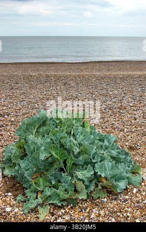 Meerkohl, Suffolk Stockfoto