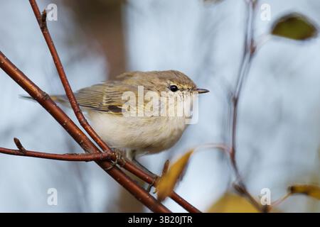 Gemeiner Chiffchaff (Phylloscopus collybita), der im Herbst auf einem Ast thront. Stockfoto