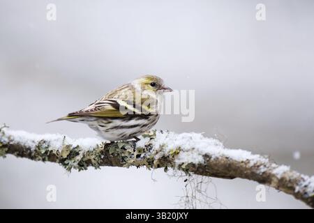 Eurasisches Sisskin (Spinus spinus) Weibchen im Schnee sitzend auf einem Ast im Frühjahr. Stockfoto
