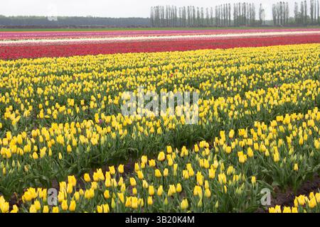 Viele farbenfrohe Tulpen auf Feldern im Frühling. Tulpen werden in Reihen nach Sorten angebaut. Gelbe Tulpenplantage. Stockfoto