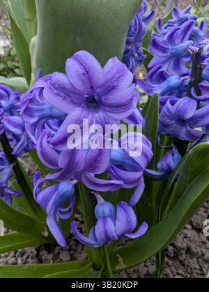 Die Blüten der lila Hyazinthe blühen Stockfoto