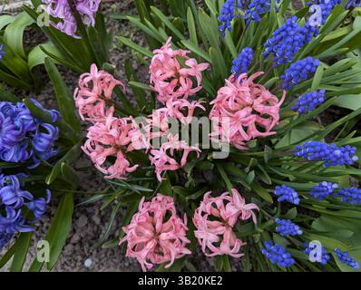 Die Blüten der lila Hyazinthe blühen Stockfoto