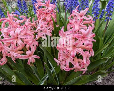 Die Blüten der lila Hyazinthe blühen Stockfoto