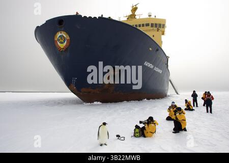 2. September 2008: KAISERPINGUIN (Aptenodytes forsteri) wird von Touristen fotografiert. Amundsensee. Antarktis. Ausgezeichnet beim BBC Wildlife Photographer of the Year Wettbewerb 2007 (One Earth Award) (Credit Image: © Jonathan & Angela Scott/Evolve/Photoshot/ZUMAPRESS.com) Stockfoto