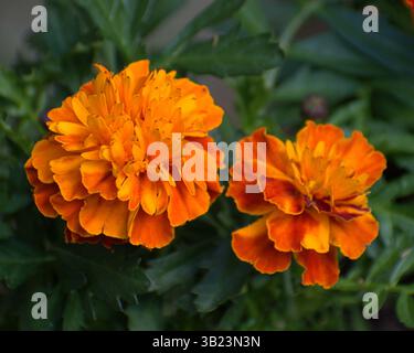 Nahaufnahme von zwei lebhaften französischen Ringelblumen (Tagetes patula) in voller Blüte, die feurige orange und gelbe Blütenblätter mit üppigem grünem Laub im zeigen Stockfoto