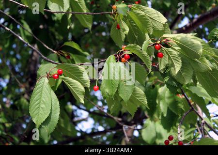 Rote und gelbe Kirsche im Baum mit Blättern Stockfoto