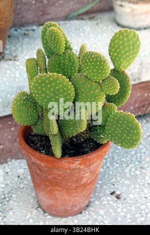 Opuntia Cactus in einem Topf Stockfoto