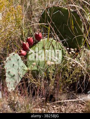 Oktober 2010 - Albuquerque, New Mexico, USA - Feigenkaktus mit Früchten zum Pflücken. Hier in den Ausläufern der Sandia Mountains im Cibola National Forest östlich von Albuquerque, New Mexico. Sie kommen in der westlichen Hemisphäre vor und kommen in allen Wüsten des amerikanischen Südwestens vor. Sie gehören der Gattung Opuntia an und gehören zur Familie der Cactaceae (Kakteen). (Bild: © Arnold Drapkin/ZUMAPRESS.com) Stockfoto