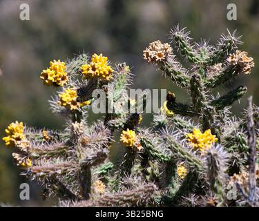 17. Oktober 2010: Albuquerque, New Mexico, USA: Cane Cholla Cactus (Cylindropuntia imbricata) in den Ausläufern der Sandia Mountains im Cibola National Forest östlich von Albuquerque, New Mexico. Die häufigste Art von cholla in New Mexico ist es ein buschiger Kakteen mit stacheligen, zylindrischen, fleischigen Stämmen. (Bild: © Arnold Drapkin/ZUMAPRESS.com) Stockfoto
