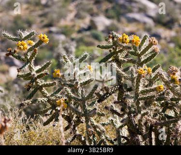 17. Oktober 2010: Albuquerque, New Mexico, USA: Cane Cholla Cactus (Cylindropuntia imbricata) in den Ausläufern der Sandia Mountains im Cibola National Forest östlich von Albuquerque, New Mexico. Die häufigste Art von cholla in New Mexico ist es ein buschiger Kakteen mit stacheligen, zylindrischen, fleischigen Stämmen. (Bild: © Arnold Drapkin/ZUMAPRESS.com) Stockfoto
